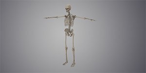 医学用骨架模型3D交互展示